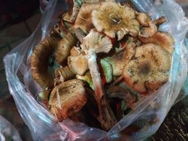 吃货🐽猪猪^O^主播照片