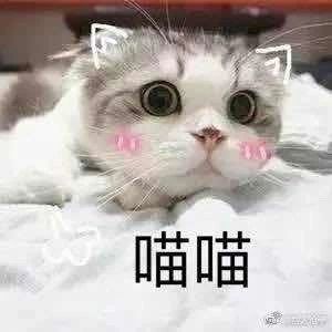 小野猫温柔出去玩了的主播照片