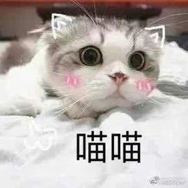 小野猫温柔出去玩了主播照片