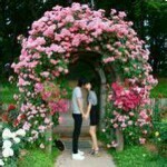 💘风中落叶💘海报