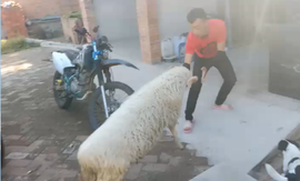 逍遥快活的人主播照片