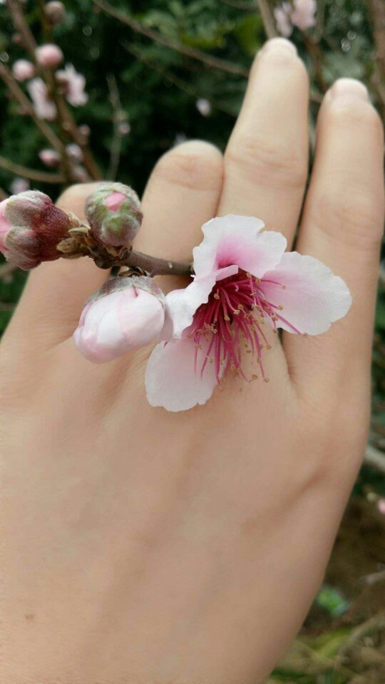 ✨零贞✨的主播照片