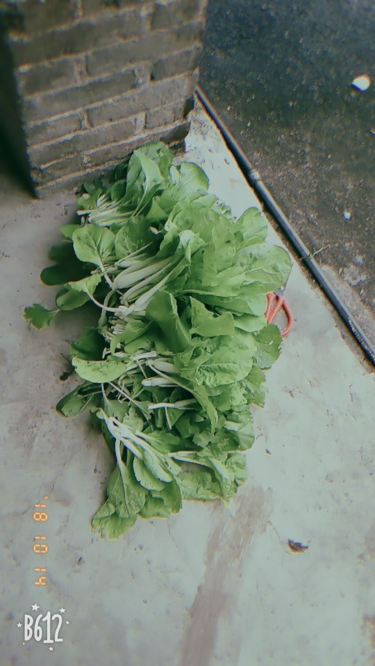 果果(平安好运)的图片