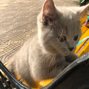 铁柱是我家猫