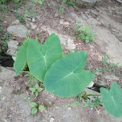 果果(平安好运)的图片