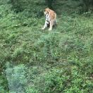 龙行天下os8