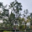 幸福的我4h海报