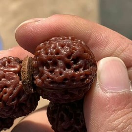 成都酒神哥主播照片
