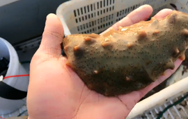逍遥快活的人主播照片