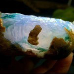 小阿飞翡翠主播照片