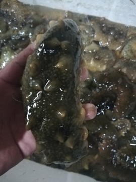 ⚡马走田⚡主播照片