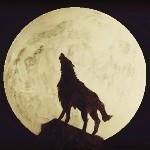 银月♚孤狼~小狼崽