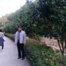 阿弥尔