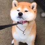 皈依蓉姑娘