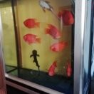 阳光77t