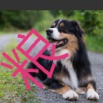 小癞皮狗的头像