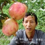 攀西石榴之乡(钱忠喜