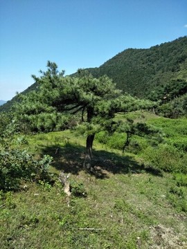 ✨…淡然…主播照片