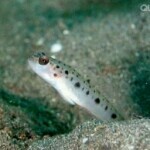 虾虎鱼🐠