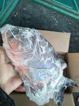 沾化冯家海产品主播照片