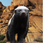 非洲蜜獾平头哥
