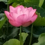 家里无旷