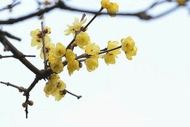 29999承诺離開①主播照片