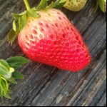 出售草莓