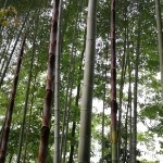 诚信顺其自然
