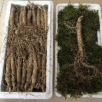 长白山下的参茸小店