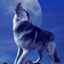 鱼哭了海知道我kb