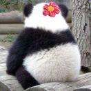喜乐🐘
