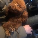 千亿少女梦中人