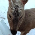 天宸（天道酬勤）主播照片