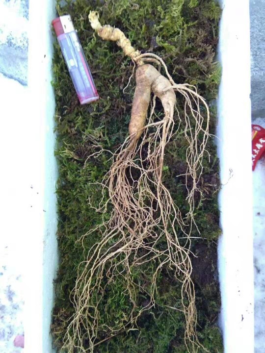 埊城小中医的图片