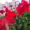 鱼游无痕