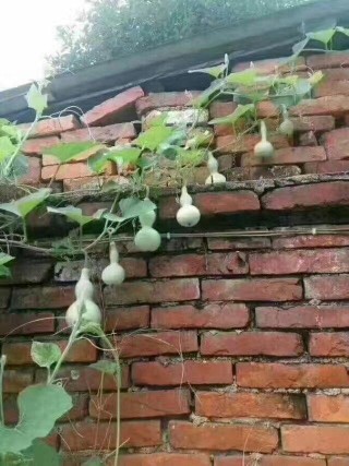 互鲁娃大战七仙女的主播照片