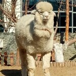 我的名字看头像
