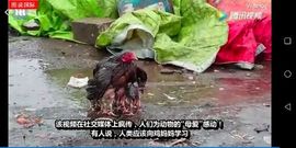 じ♡ve雅秘书の主播照片
