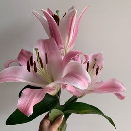 小苹果❤️❤️主播照片