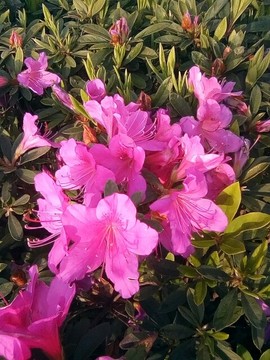 梦💞洁主播照片