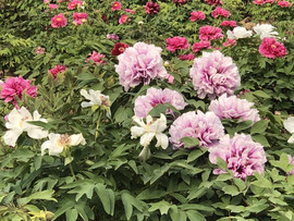 芒果果榴莲莲十二主播照片