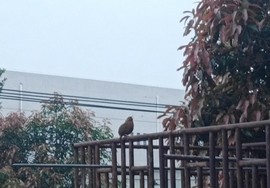 ♬默默✨小蛮宝☞🌜主播照片