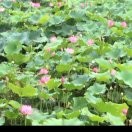 博尔美