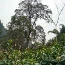 健康是福6b