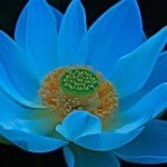 zhizuchv海报