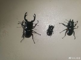 以养千年诗歉妳主播照片