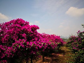 桂林旅游阿牛哥主播照片