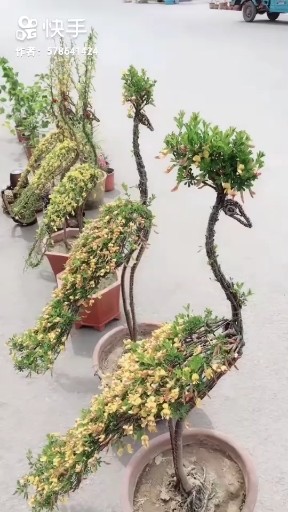 漂亮吗