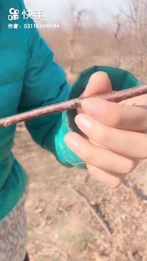 修剪枝条